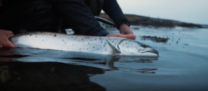 Sea Trout Smash Trailer pic